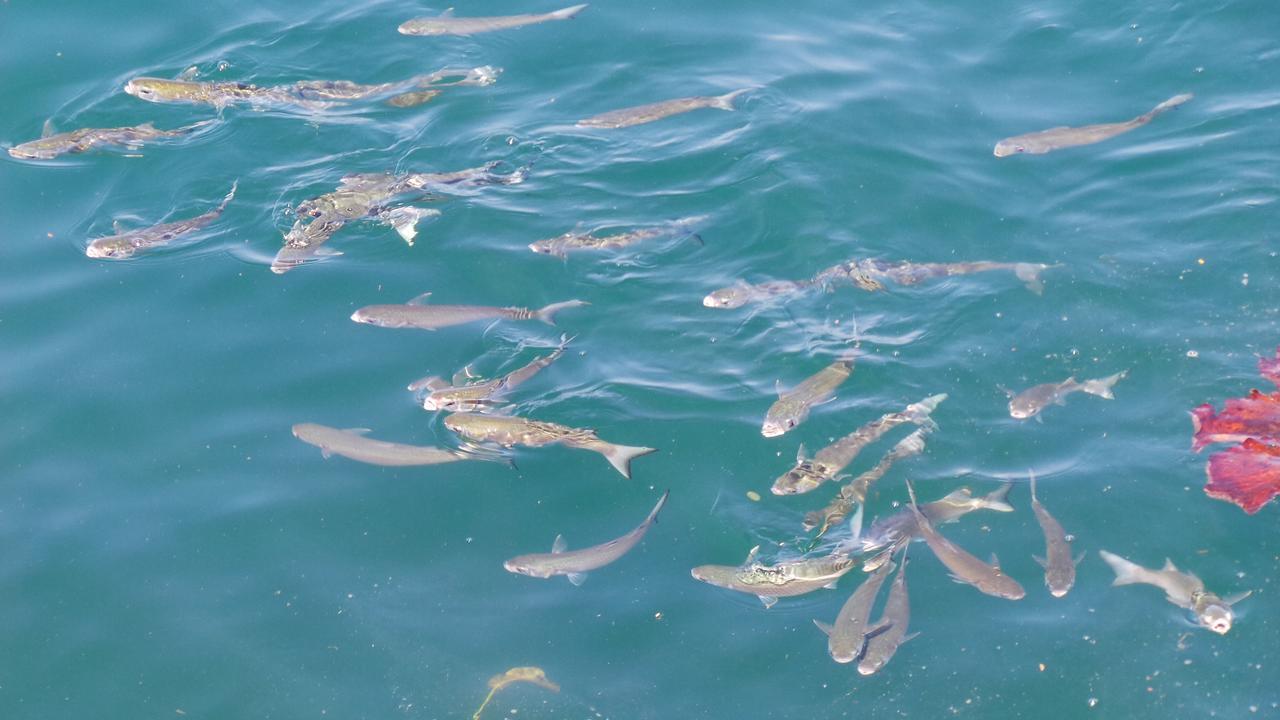 Ocean Green Flats Angra dos Reis Buitenkant foto